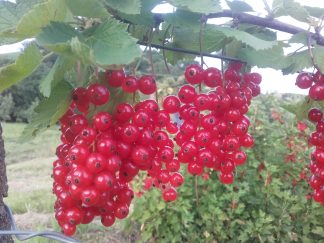 Johannisbeeren