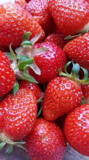 Erdbeeren